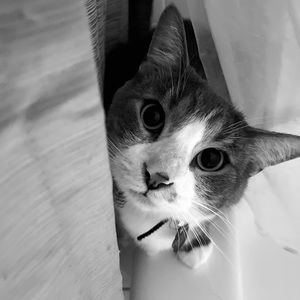 Meet your Posher, Posh